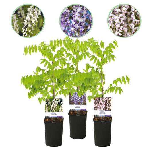 Blue Rain - Wisteria floribunda Tricolor - Flowers Blue Pink White - 3 plants - Pot 11cm Height 40cm