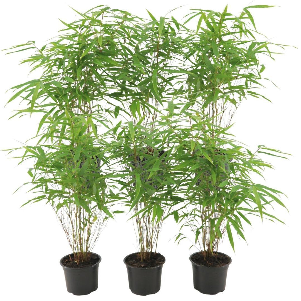 6x Fargesia Rufa Ø13 cm - ↕25 cm Bambus