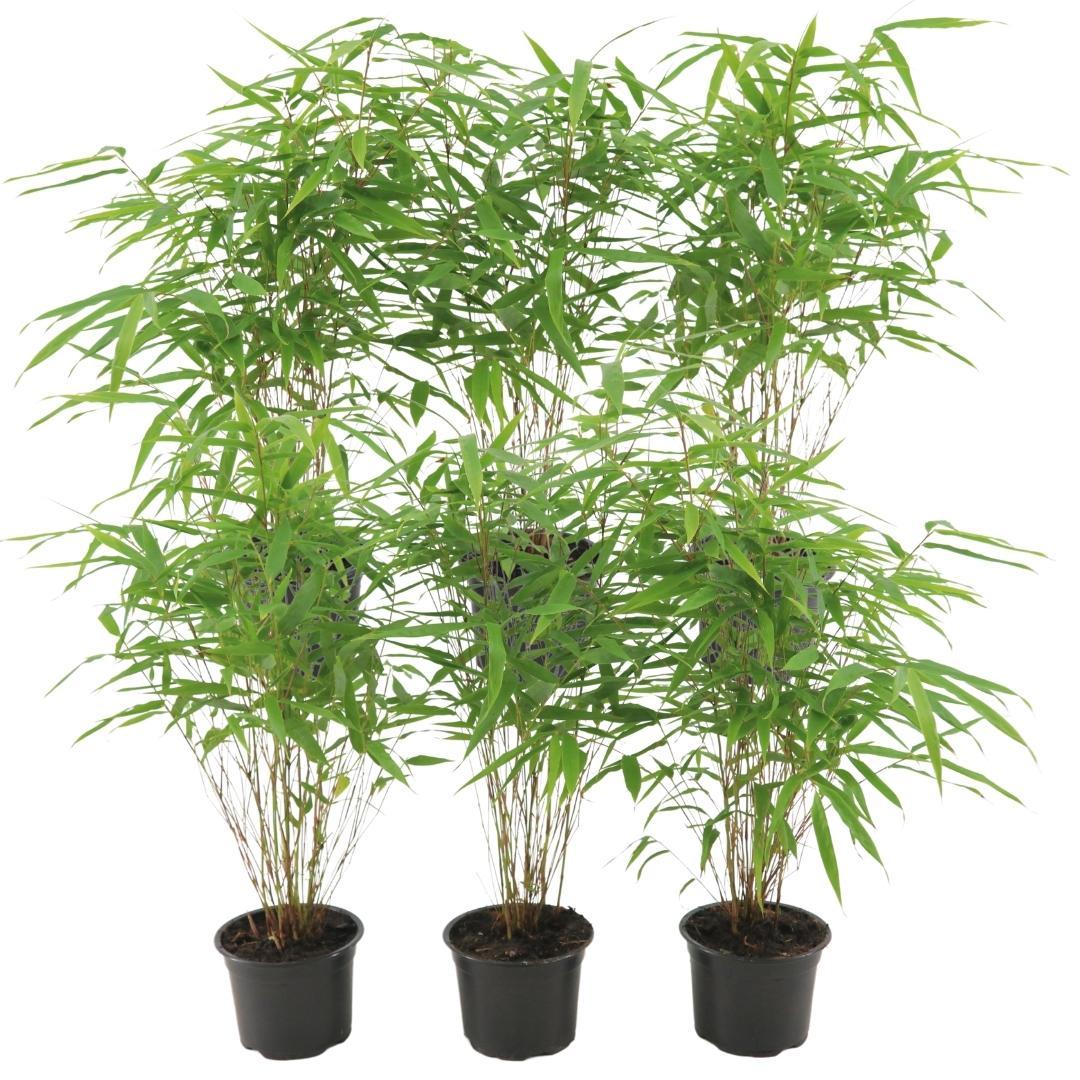 6x Fargesia Rufa Ø13 cm - ↕25 cm Bambus