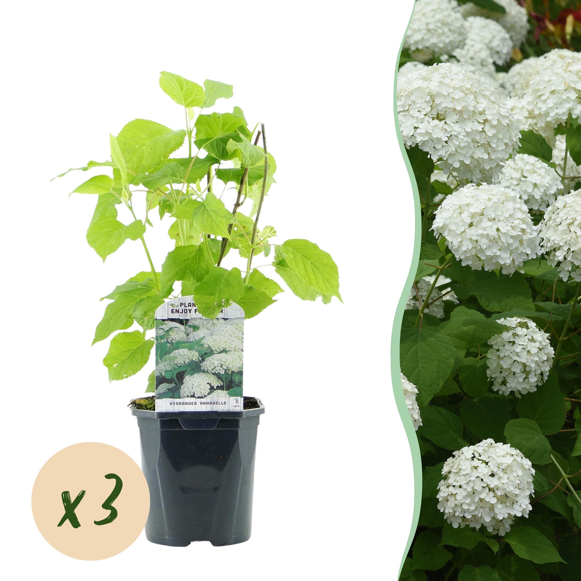 Hydrangea arborescens 'Annabelle' – 3 stk. plænehortensia med hvide blomster – Dækker 1 m² – Bladfældende – Store blomster – Pot Ø17 cm – Højde 50 cm
