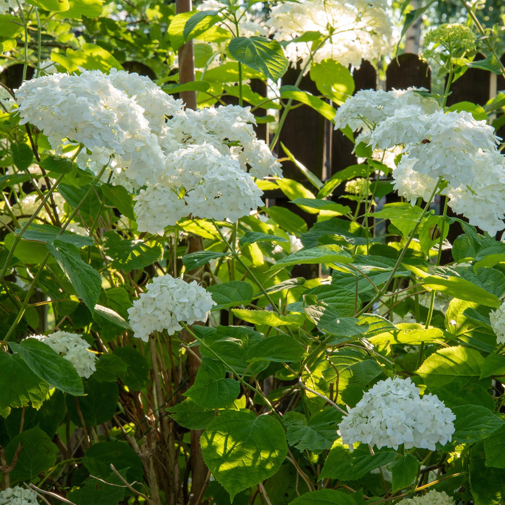 Hydrangea arborescens 'Annabelle' – 3 stk. plænehortensia med hvide blomster – Dækker 1 m² – Bladfældende – Store blomster – Pot Ø17 cm – Højde 50 cm