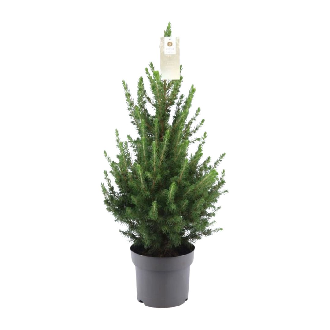 Lille Juletræ – 70 cm – Picea Glauca Conica | Mini Juletræ til Indendørs og Udendørs Brug