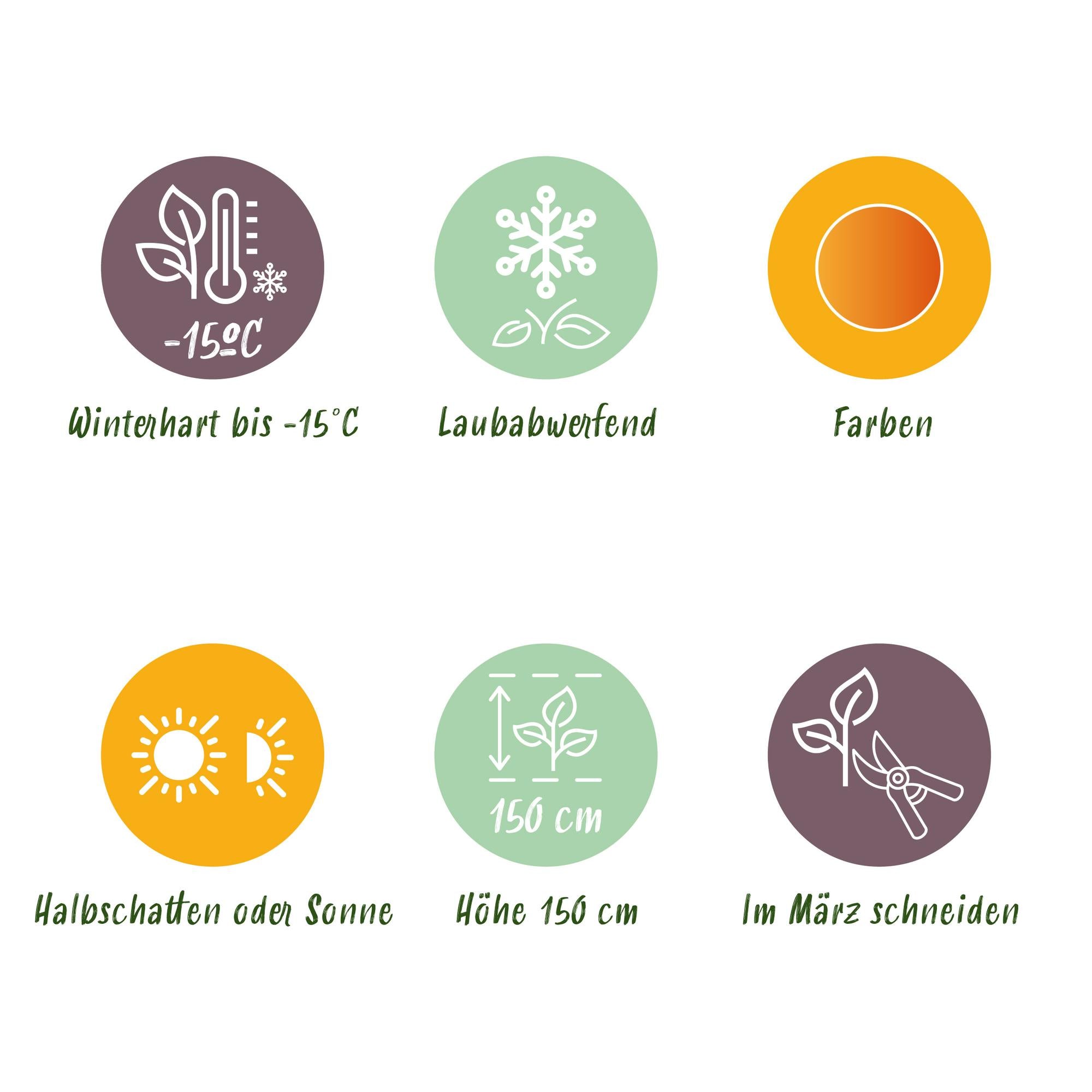 Terrasseplante – Japansk Løn – Acer palmatum 'Orange Dream' – Orange – 2 Planter – Bladfaldende – Potte Ø19 cm Højde 70 cm