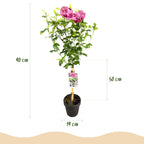 Hibiscus syriacus 'Magenta Chiffon®' – Stammeplante – Bladfaldende Terrasseplante – Pot 19 cm – Højde 90 cm