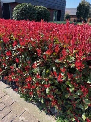 Hækplanter – Photinia fraseri 'Carré Rouge' – Grønne Blade – 8 Planter – 1 Meter Lang Hæk – Stedsegrøn – Potte 9cm Højde 30-35cm