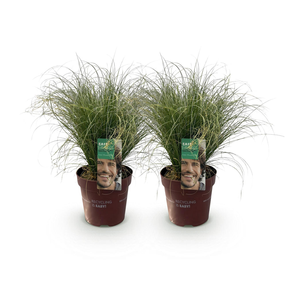 Prydgræsser – Carex comans 'Frosted Curls' – Grøn – 2 Planter – Stedsegrøn – Lavt Vedligehold – Potte Ø17 cm Højde 50 cm