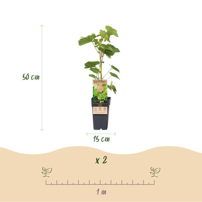 Fruit Plant - Purple &amp; White Grapes - Vitis vinifera Vanessa &amp; Himrod - Stone Free - 2 Plants - Pot Ø15 cm Height 50 cm