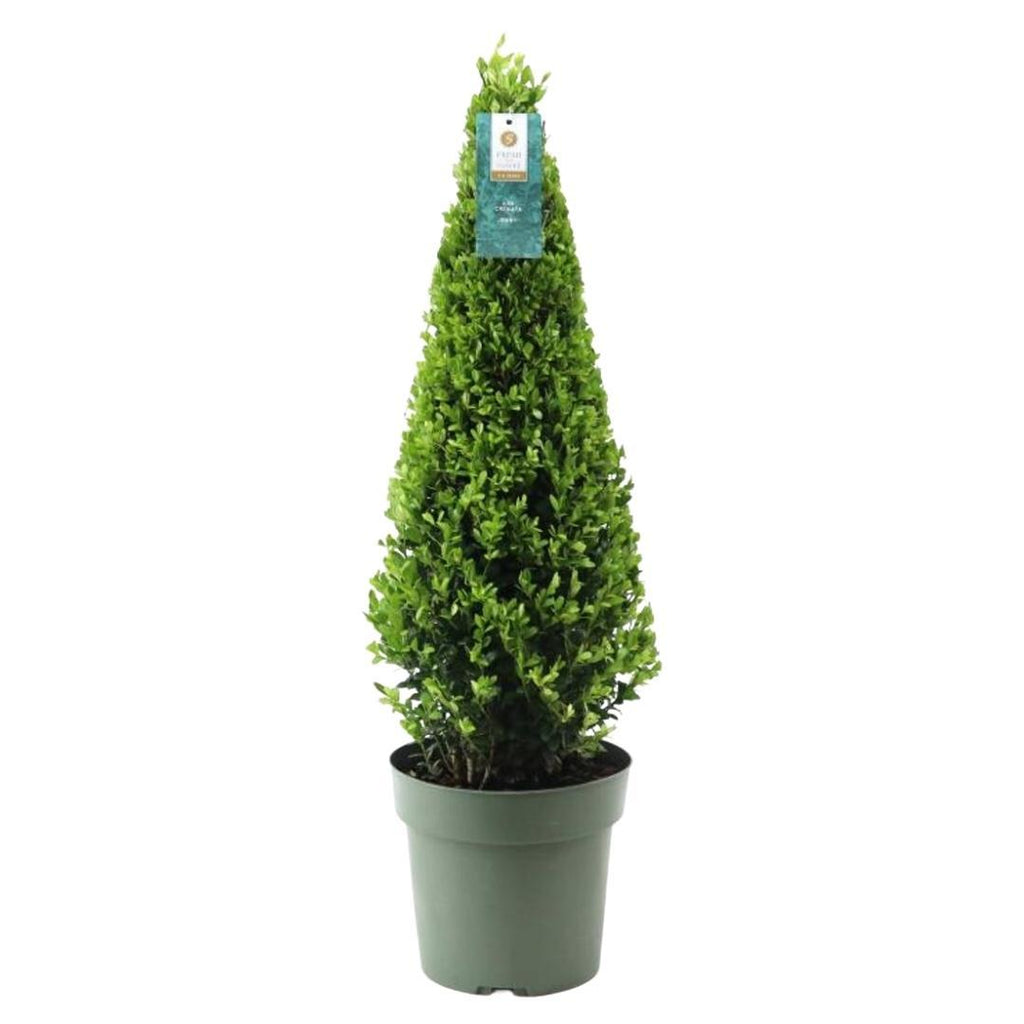 1x Ilex pyramide 55 cm høj | Ø 21 cm