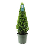 1x Ilex pyramide 55 cm høj | Ø 21 cm