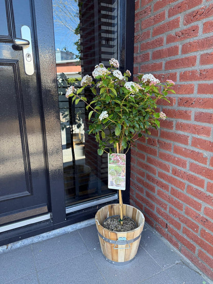 Tuinplante - Viburnum Tinus Eve Price - Plante På Stamme - Terrasseplante - Vintergrøn - Let Vedligehold - Potte 19cm - Højde 90cm