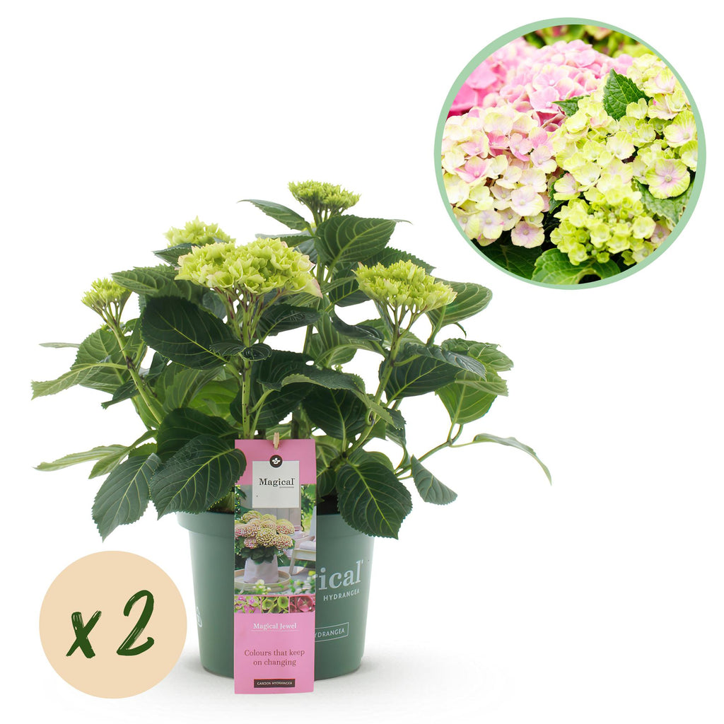 Terrasseplante – Hortensia – Hydrangea 'Magical Jewel Pink' – Lyserød – 6-10 Blomster – 2 Planter – Potte Ø23 cm Højde 55 cm