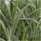 2x 6 pack Lavendel angustifolia - Ø7 cm - ↕15 cm