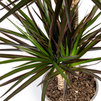 Dracaena Marginata Magenta – Ø19 cm – Højde 70-90 cm