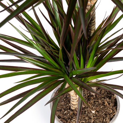 Dracaena Marginata Magenta – Ø19 cm – Höjd 70-90 cm