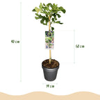 Ficus Carica Brown Turkey - Plante På Stamme - Terrasseplante - Løvfældende - Let Vedligehold - Potte 19cm - Højde 90cm