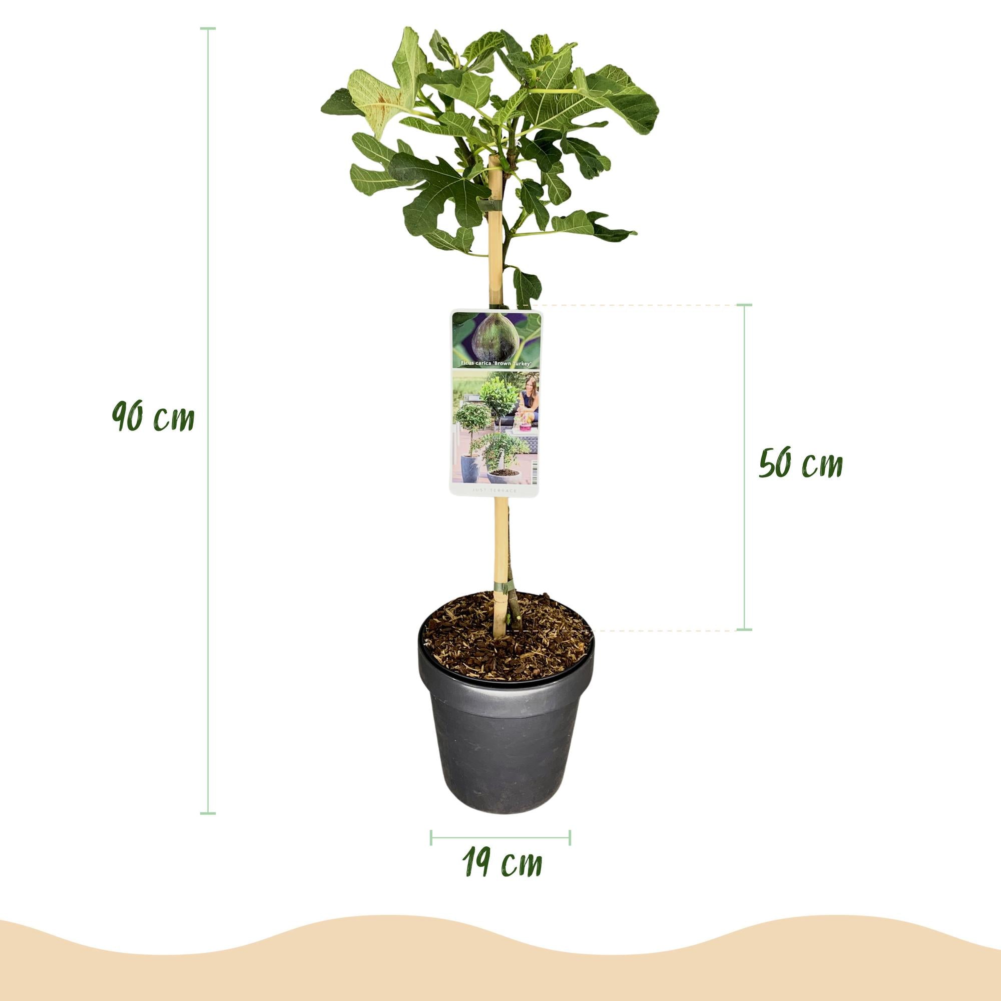 Ficus Carica Brown Turkey - Plante På Stamme - Terrasseplante - Løvfældende - Let Vedligehold - Potte 19cm - Højde 90cm