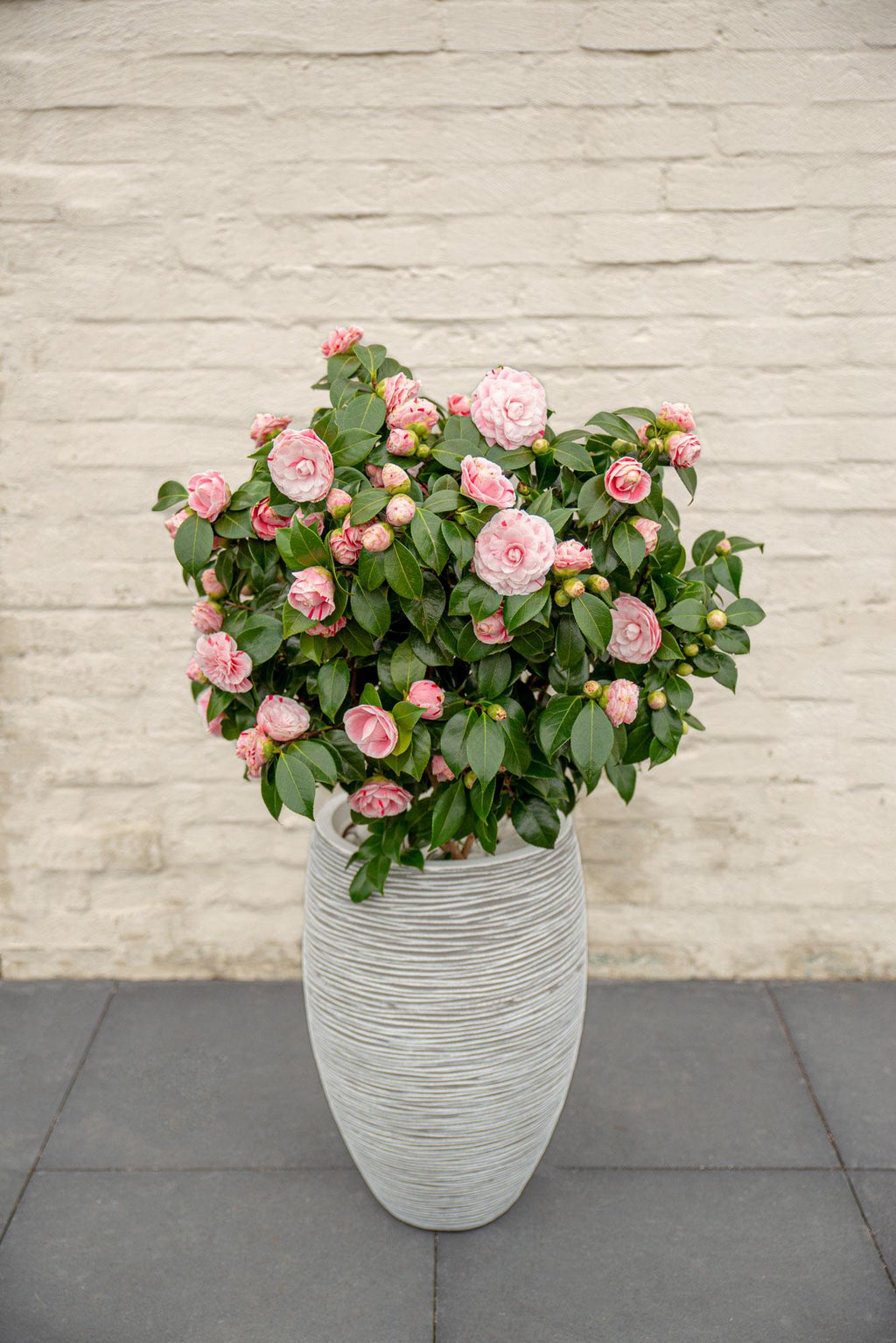 Camellia japonica Bonomiana - Ø29cm - ↕90cm - Ø19 - ↨65cm