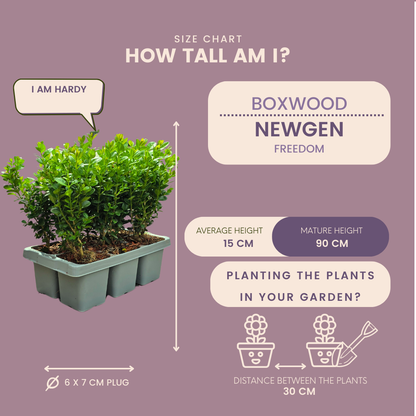 8 x 6-pack Buxus NewGen Freedom – Vinterhärdiga vintergröna buskar – 48 x Ø7 cm – Höjd ca 15 cm | Kompakt buxbom 