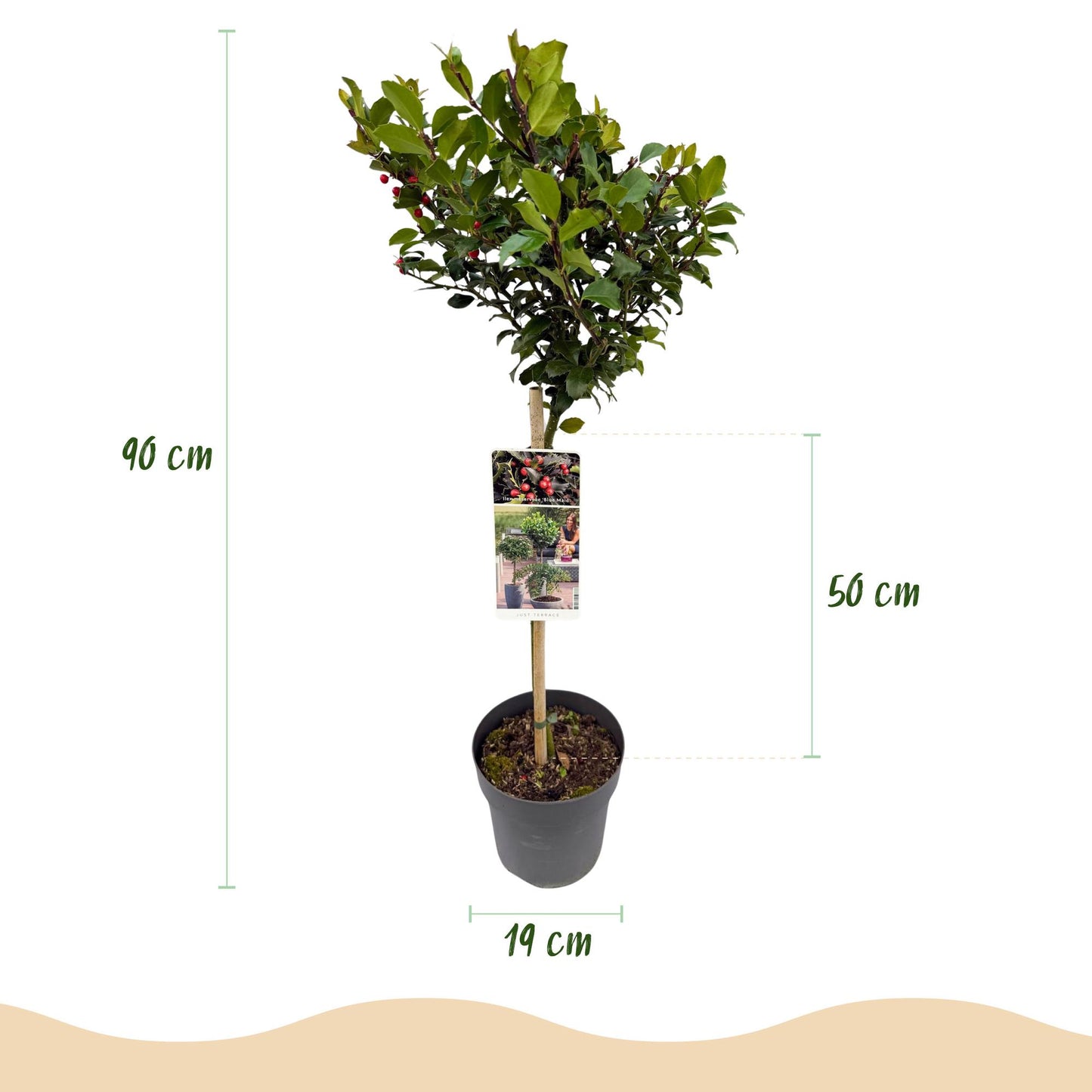 Tuinplante - Ilex Meserveae Blue Maid - Plante På Stamme - Terrasseplante - Løvfældende - Let Vedligehold - Potte 19cm - Højde 90cm