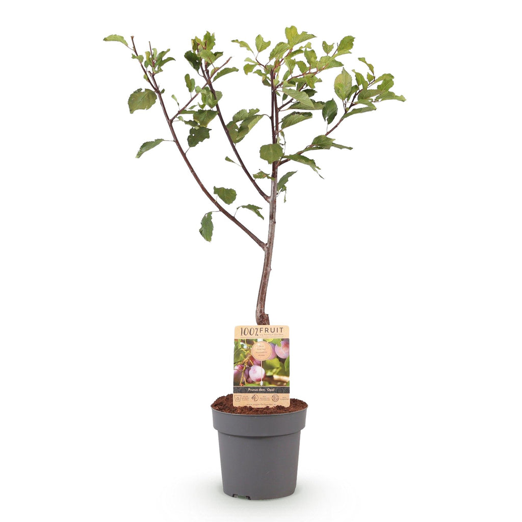 Frugtplante – Blommetræ – Prunus domestica 'Opal' – Gulrød Frugt – Potte 21 cm – Højde 90 cm