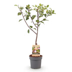 Frugtplante – Blommetræ – Prunus domestica 'Opal' – Gulrød Frugt – Potte 21 cm – Højde 90 cm