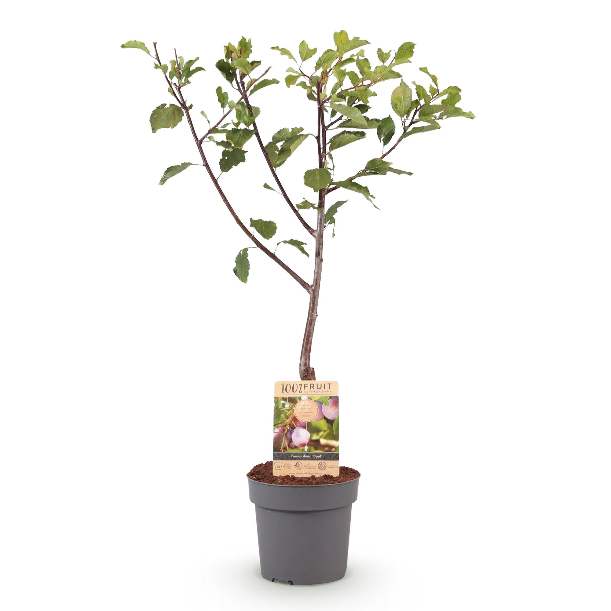 Frugtplante – Blommetræ – Prunus domestica 'Opal' – Gulrød Frugt – Potte 21 cm – Højde 90 cm