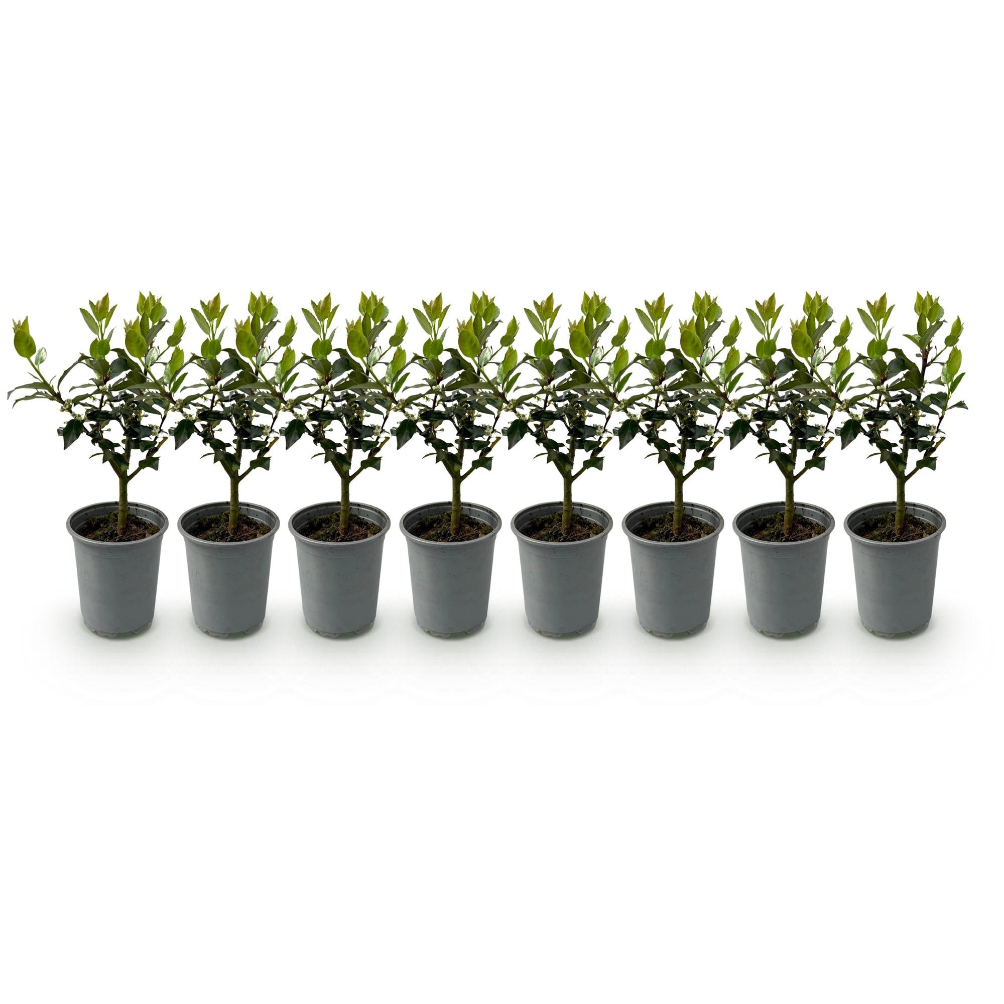 Ilex Blue Maid – 8 stk. stedsegrønne hækplanter – Dækker 1 meter – Højde 25-30 cm – Pot Ø9 cm