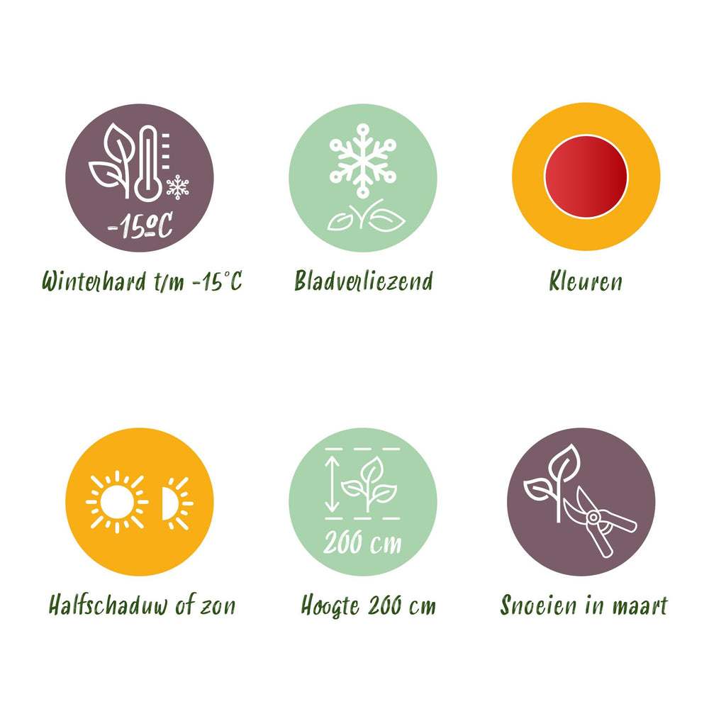 Terrasseplante – Japansk Løn – Acer palmatum 'Beni Maiko' – Rød – 2 Planter – Bladfaldende – Potte Ø19 cm Højde 70 cm