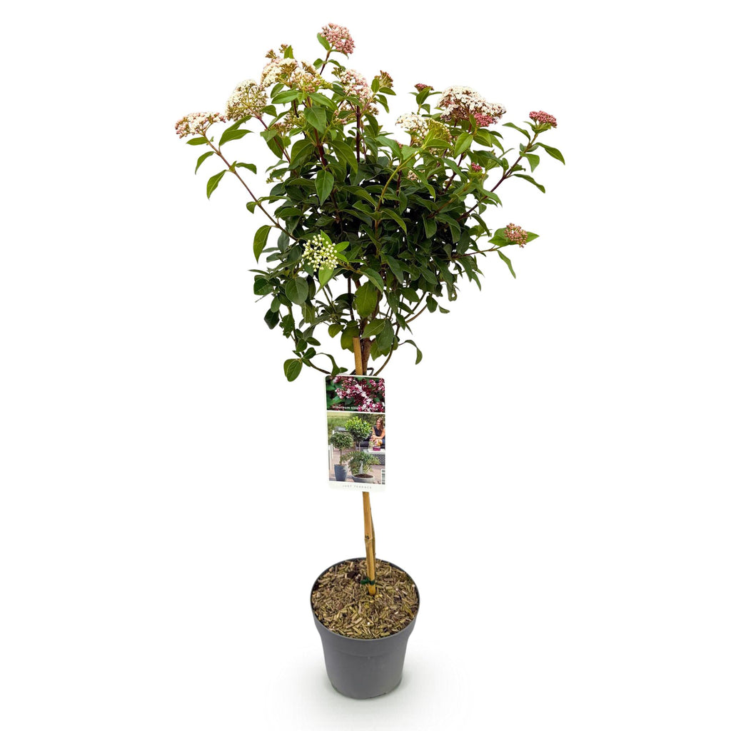 Tuinplante - Viburnum Tinus Eve Price - Plante På Stamme - Terrasseplante - Vintergrøn - Let Vedligehold - Potte 19cm - Højde 90cm