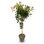 Tuinplante - Viburnum Tinus Eve Price - Plante På Stamme - Terrasseplante - Vintergrøn - Let Vedligehold - Potte 19cm - Højde 90cm