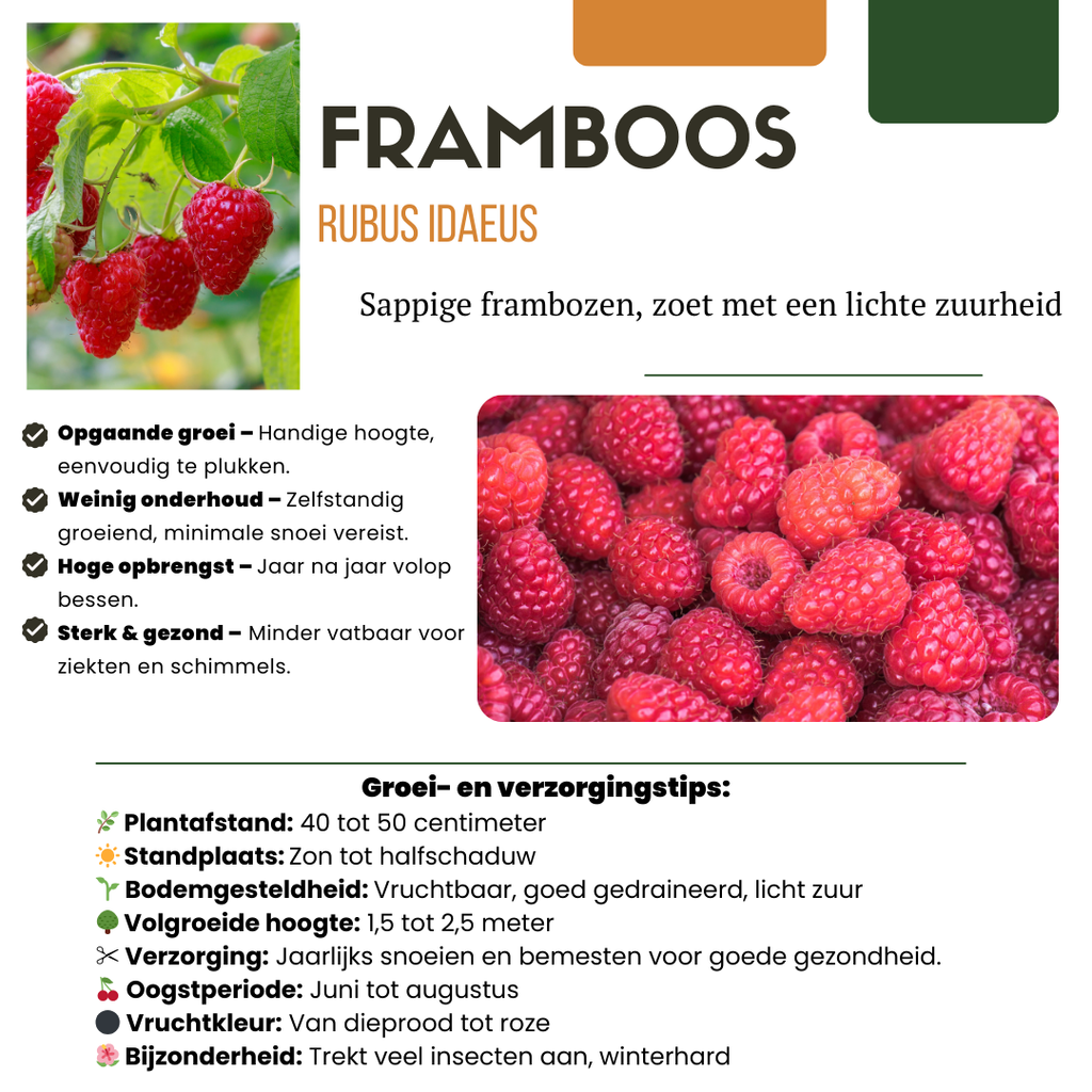 Summer Fruits" BIO Frugtplanter Mix Sæt med 4 forskellige typer