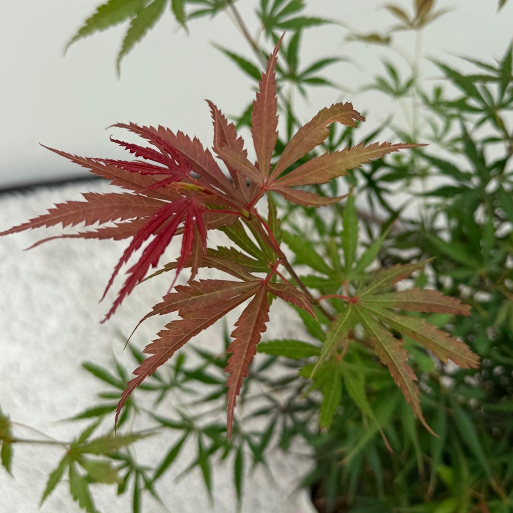 Terrasseplante – Japansk Løn – Acer palmatum 'Jerre Schwartz' – Mørkerød – 2 Planter – Løvfældende – Potte Ø19 cm Højde 70 cm