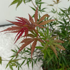 Terrasseplante – Japansk Løn – Acer palmatum 'Jerre Schwartz' – Mørkerød – 2 Planter – Løvfældende – Potte Ø19 cm Højde 70 cm