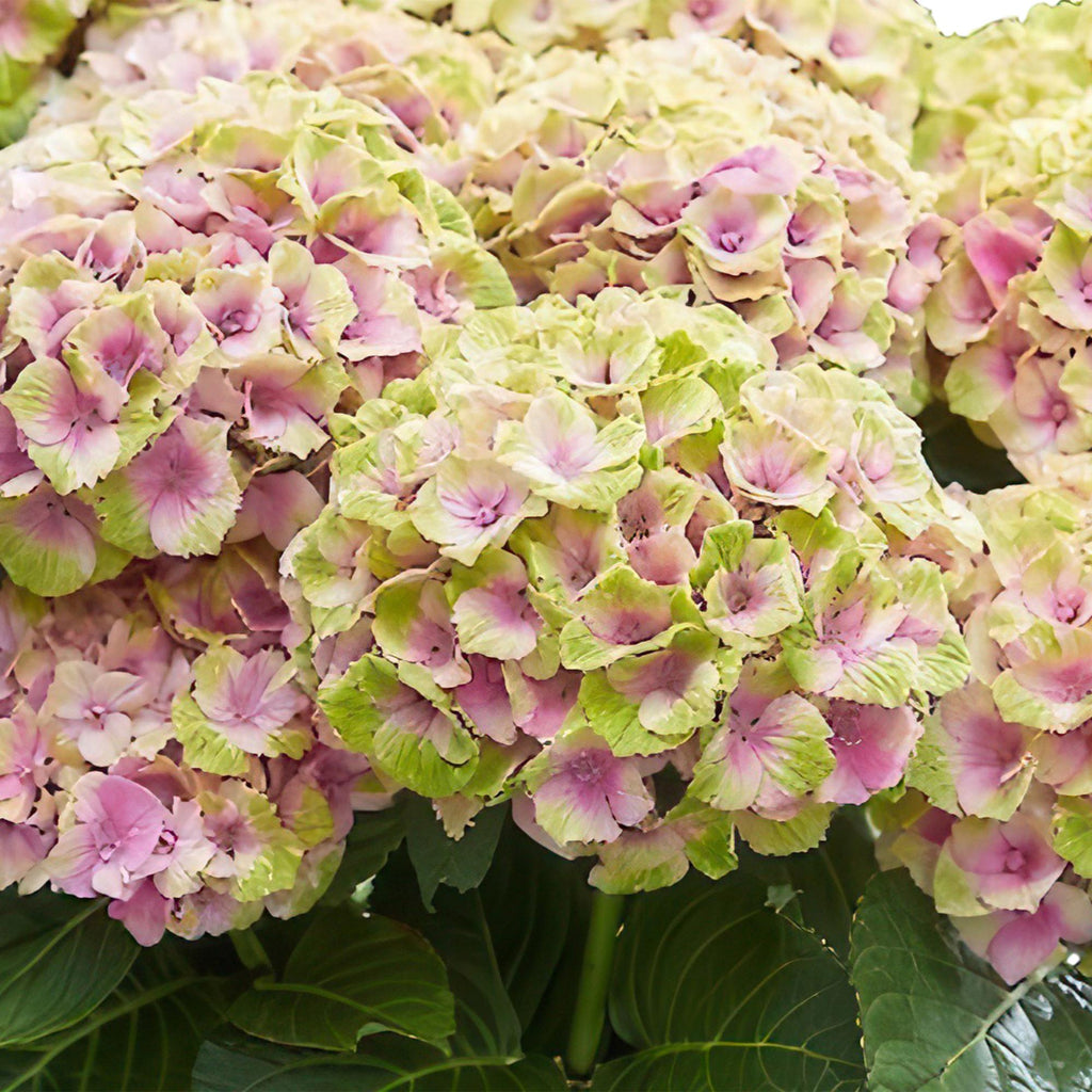 Terrasseplante – Hortensia – Hydrangea 'Magical Jewel Pink' – Lyserød – 6-10 Blomster – 2 Planter – Potte Ø23 cm Højde 55 cm