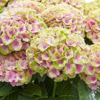 Terrasseplante – Hortensia – Hydrangea 'Magical Jewel Pink' – Lyserød – 6-10 Blomster – 2 Planter – Potte Ø23 cm Højde 55 cm