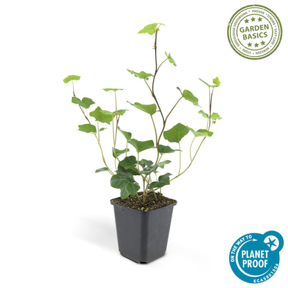 Hedera Hibernica 12x - ↕10-25cm - Ø9cm