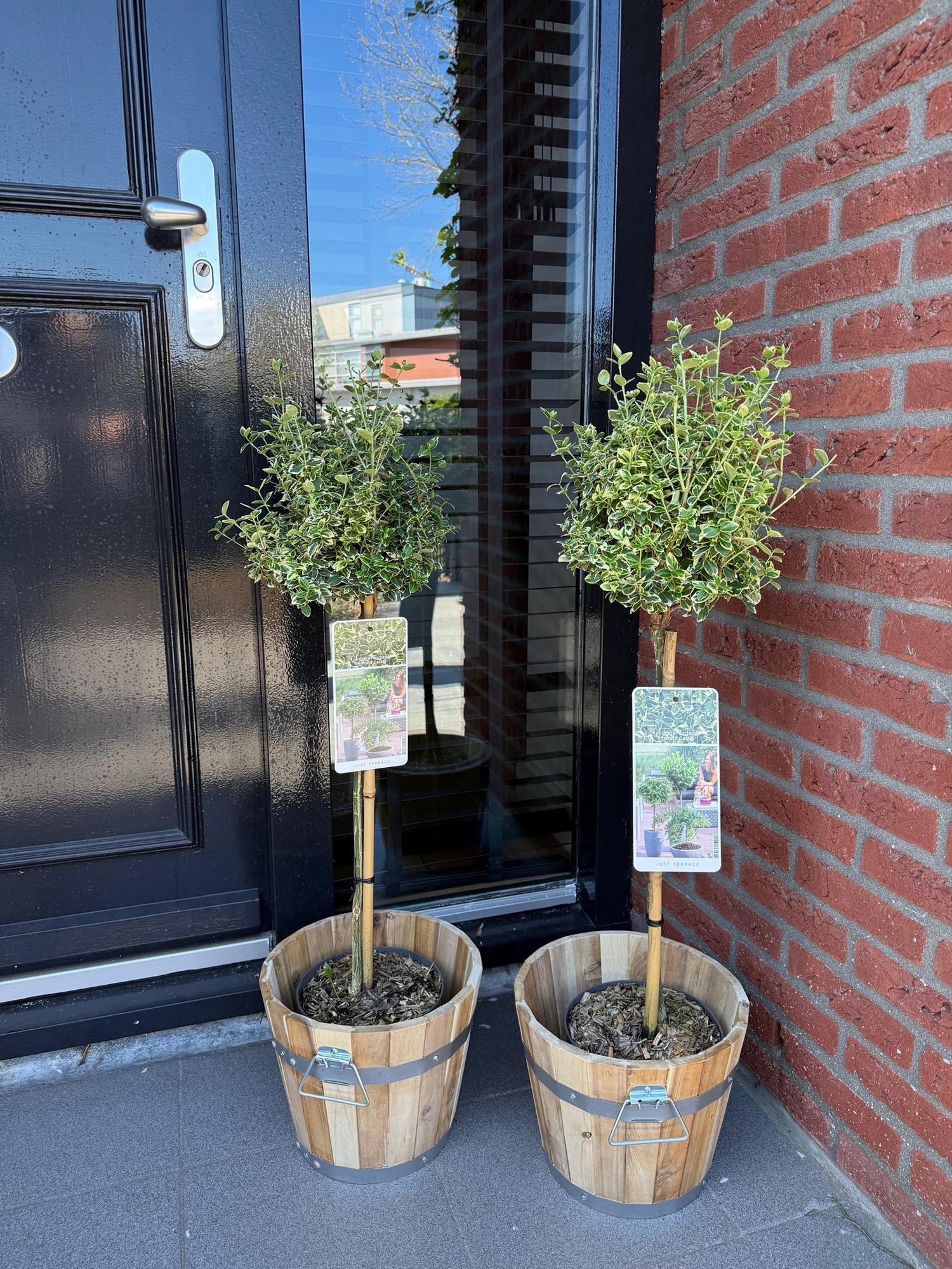 Stamplante - Euonymus fortunei Emerald Gaiety - Stedsegrøn Terrasseplante - Lav Vedligeholdelse - Potte 19cm Højde 90cm