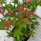 Terrasseplante – Japansk Løn 'Acer palmatum Phoenix' – Pink – 1 Plante – Løvfældende – Pot Ø19 cm – Højde 70 cm