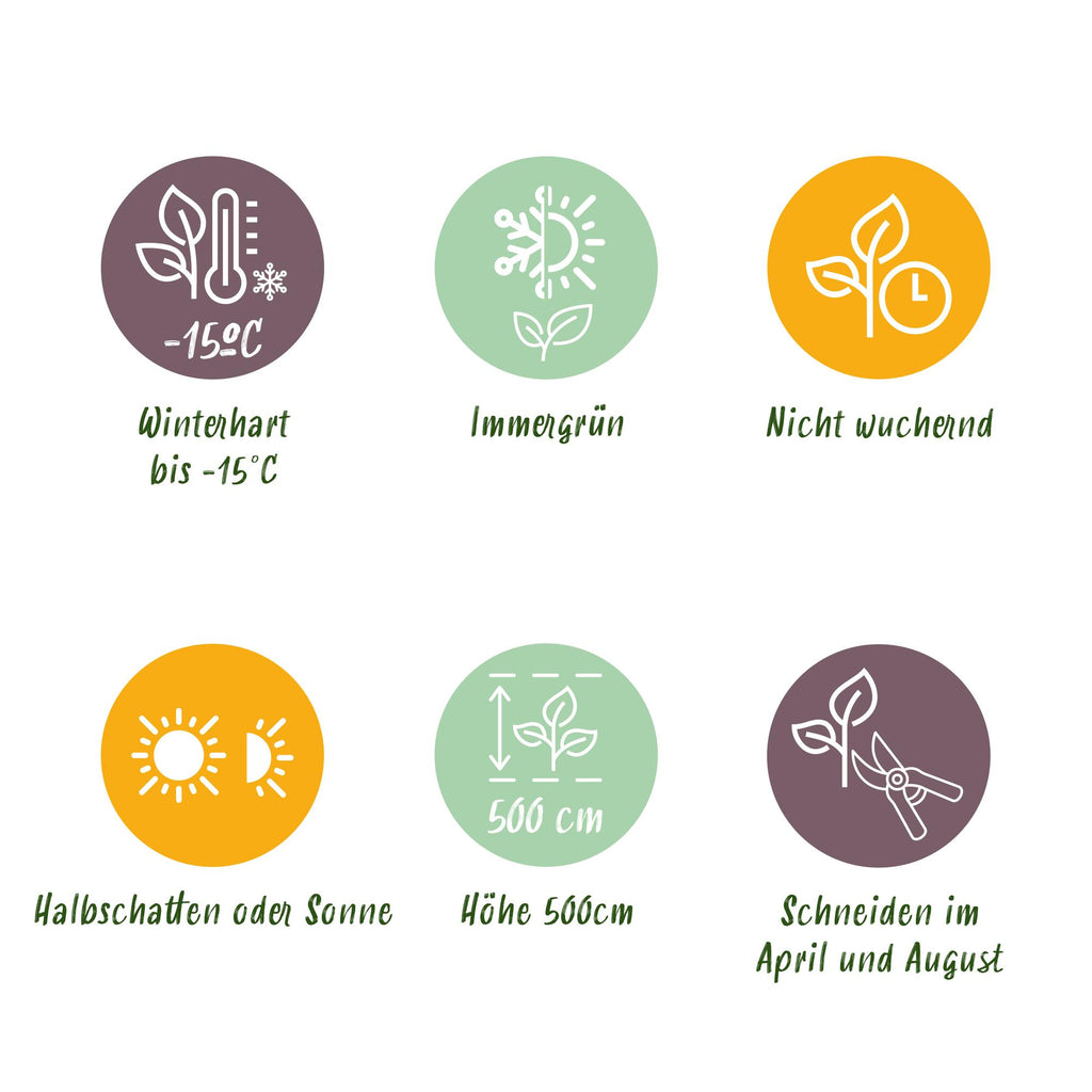 Hækplante – Prunus laurocerasus Novita – 8 Planter – 1 Løbende Meter – Stedsegrøn – Potte 9 cm – Højde 30-35 cm