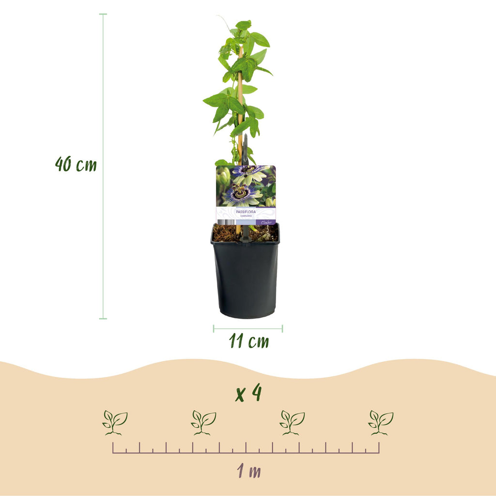 Passionsblomst - Passiflora caerulea - Blomst Blå med Grøn Hvid - Lav vedligeholdelse - 2 planter - Potte 11 cm Højde 40 cm