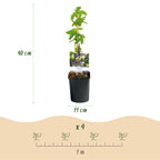 Passionsblomst - Passiflora caerulea - Blomst Blå med Grøn Hvid - Lav vedligeholdelse - 2 planter - Potte 11 cm Højde 40 cm