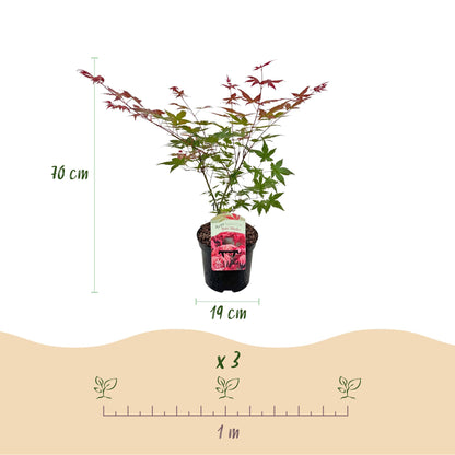 Uteplatsväxt – Japansk lönn – Acer palmatum 'Beni Maiko' – Röd – 2 plantor – Lövfällande – Kruka Ø19 cm Höjd 70 cm
