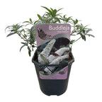 Fjärilsbuske - Buddleja davidii Vit överflöd - Blommor vita - 1 planta - Lövfällande - Fjärilslockande - Kruka 17 cm Höjd 25 cm