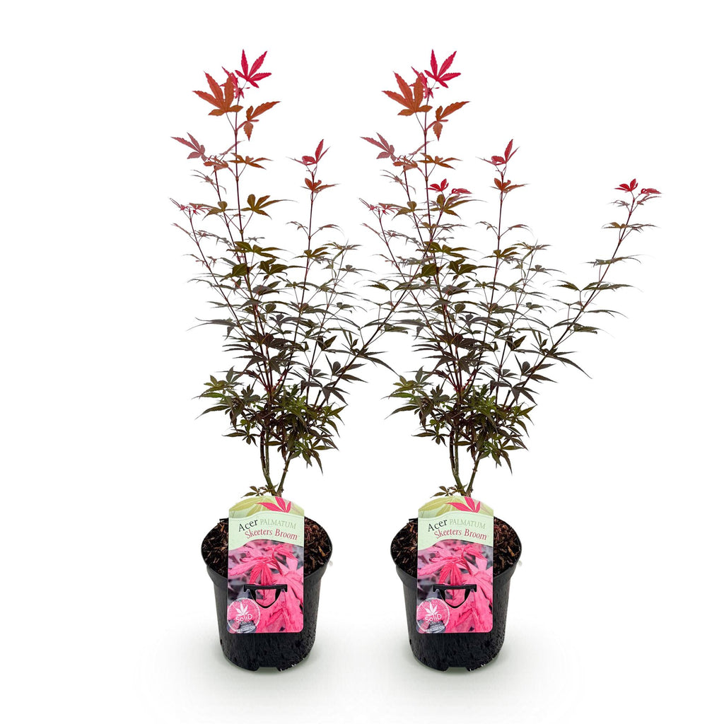 Terrasseplante – Japansk Løn 'Acer palmatum Skeeters Broom' – Lilla – 2 Planter – Løvfældende – Pot Ø19 cm – Højde 70 cm