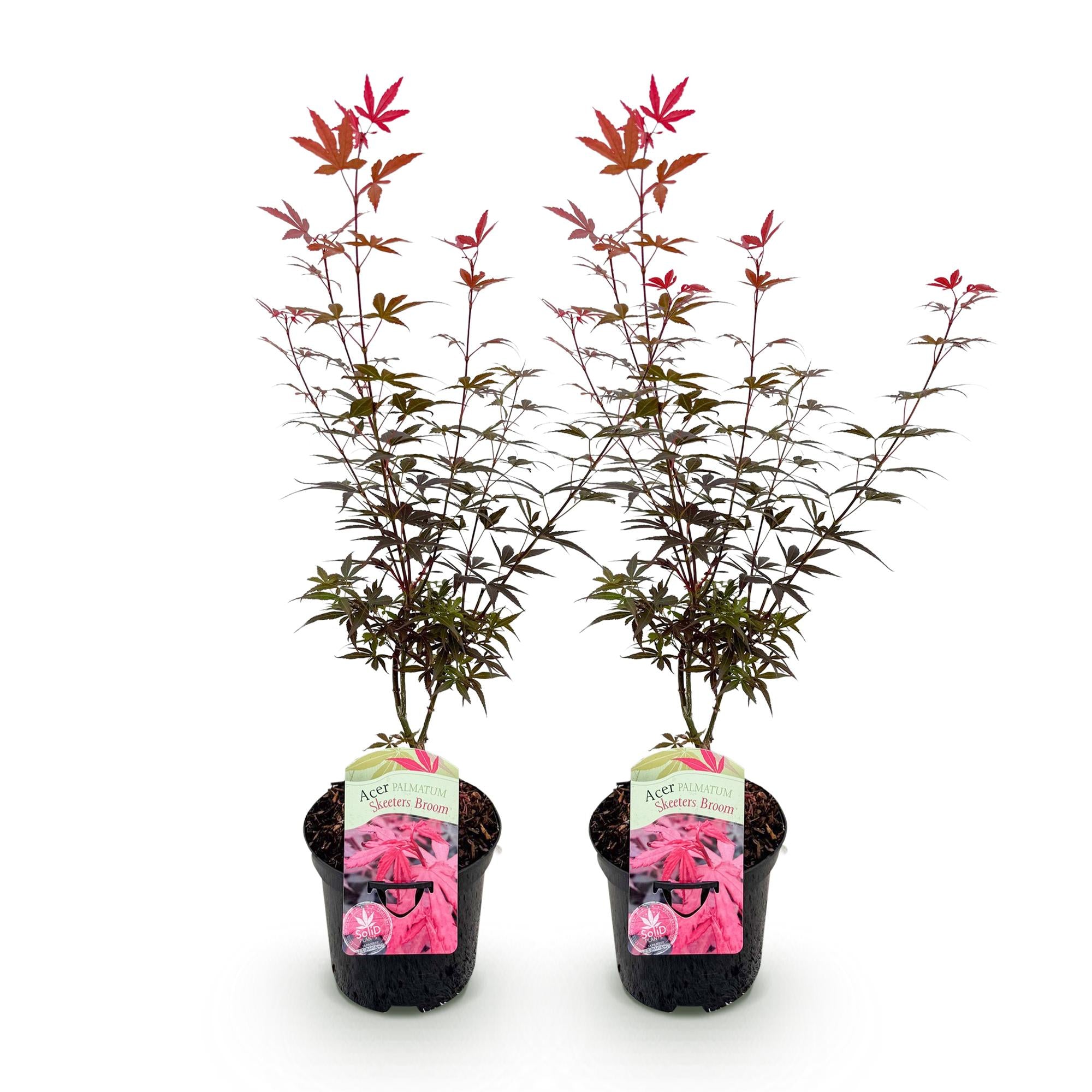 Terrasseplante – Japansk Løn 'Acer palmatum Skeeters Broom' – Lilla – 2 Planter – Løvfældende – Pot Ø19 cm – Højde 70 cm
