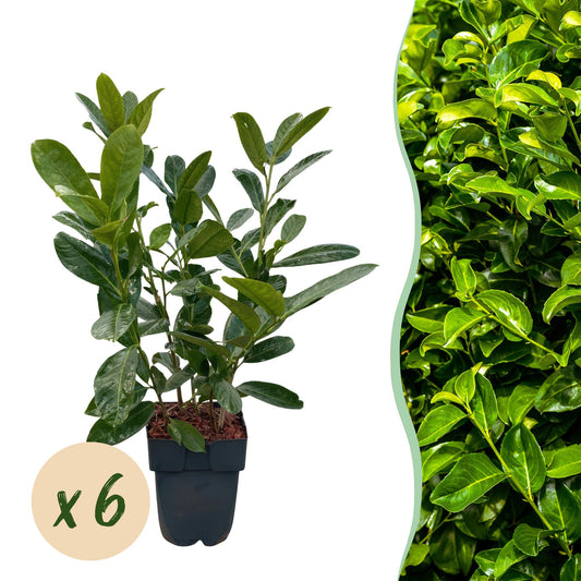 Prunus laurocerasus 'Rotundifolia' – 6 stk. stedsegrønne hækplanter – Dækker 1 meter – Højde 50 cm – Pot Ø17 cm