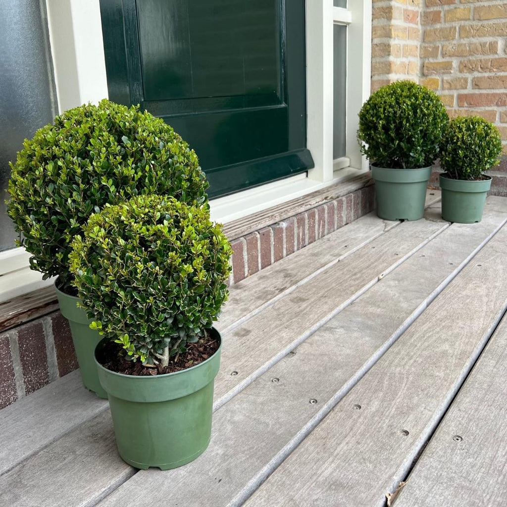 2x Ilex crenata 'Jenny' kugle XL | sæt med 2 stykker | 25 cm Ø