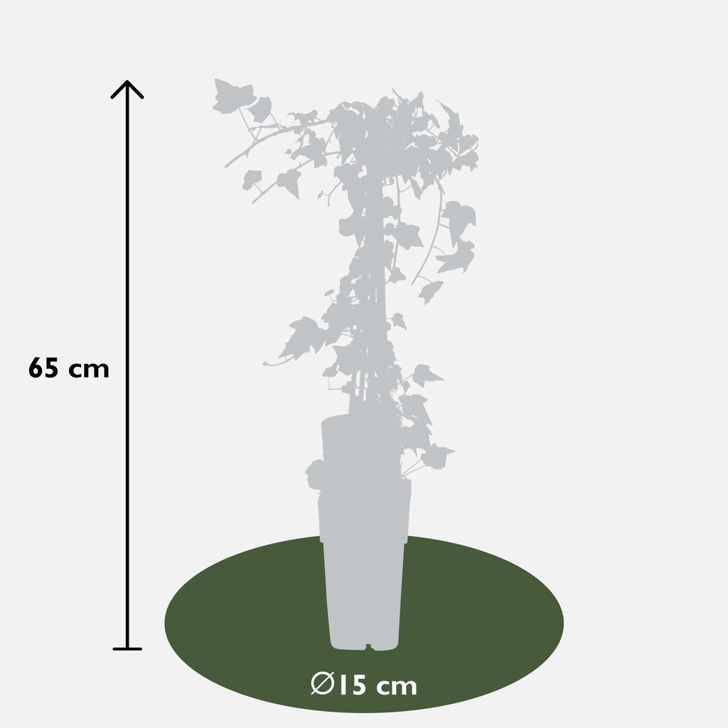 Hedera helix 'Goldheart' 4x - ↨65cm - Ø15