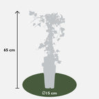 Hedera helix 'Goldheart' 4x - ↨65cm - Ø15