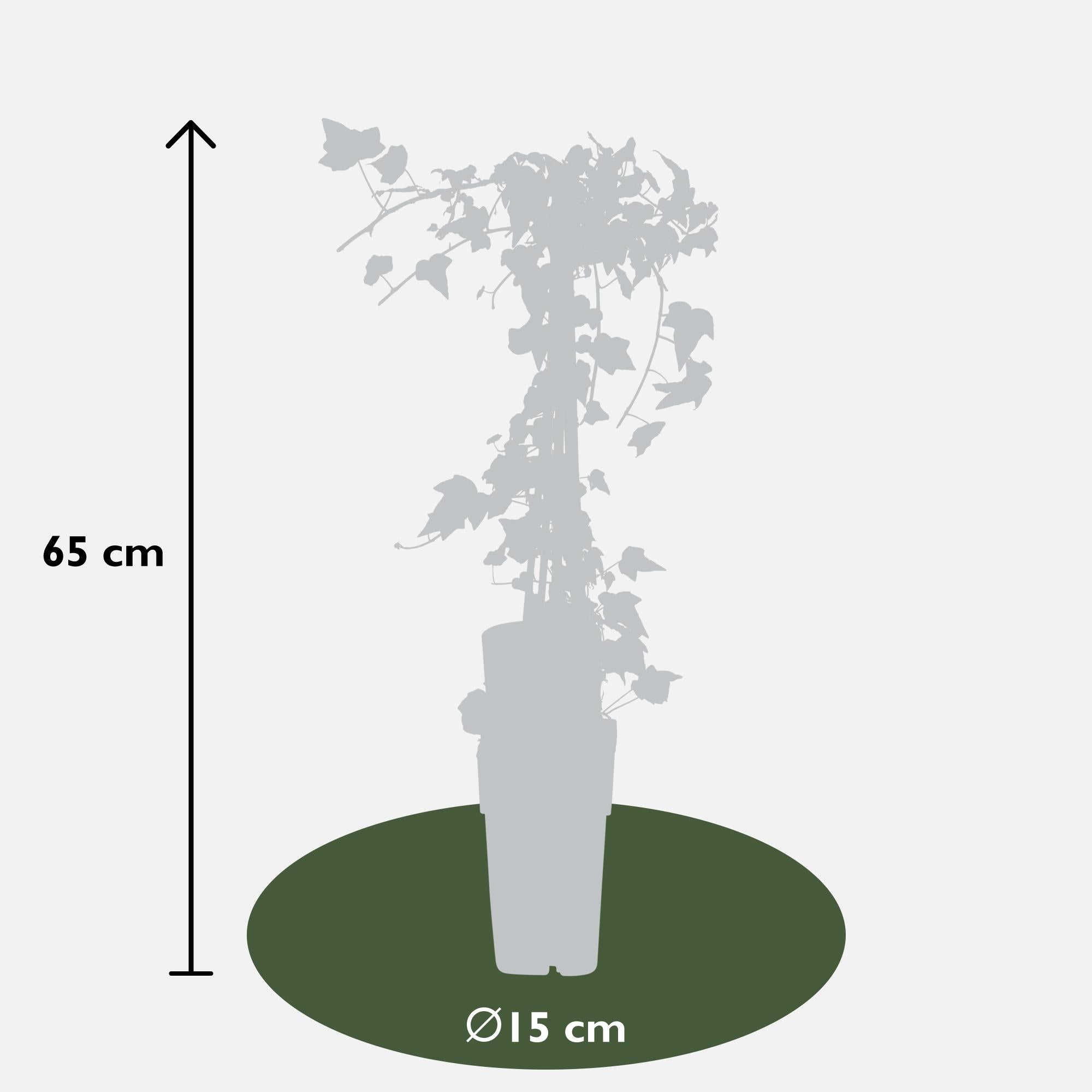 Hedera helix 'Goldheart' 4x - ↨65cm - Ø15